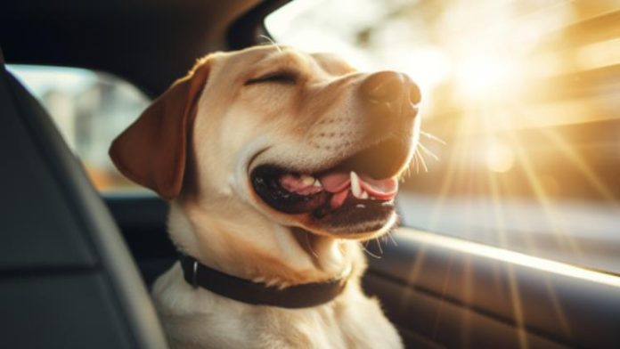 Traveling with a Dog: How to Make the Trip Comfortable for Everyone