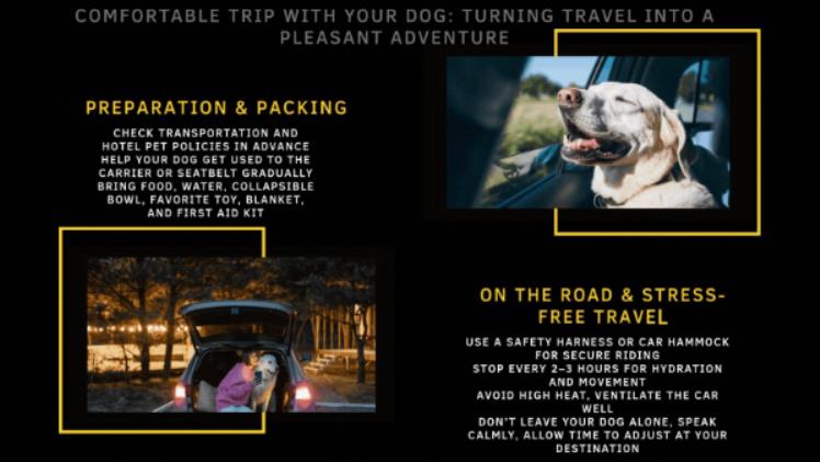 Traveling with a Dog: How to Make the Trip Comfortable for Everyone
